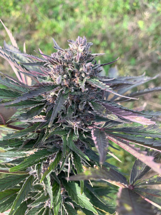 The White CBG Flower