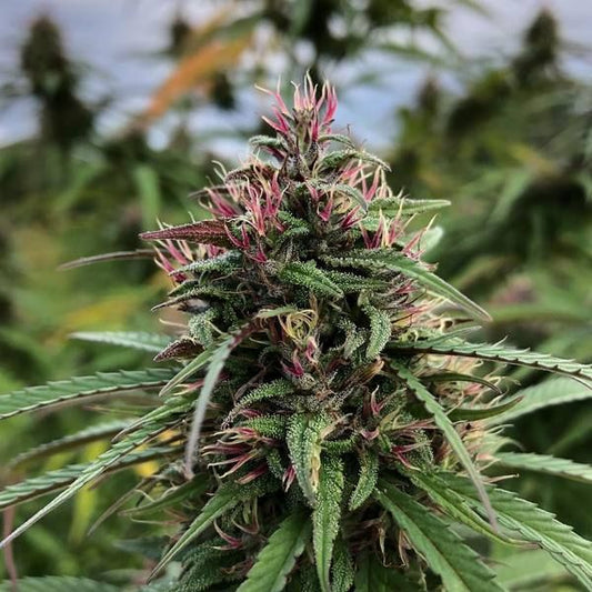 BaOx CBD Flower